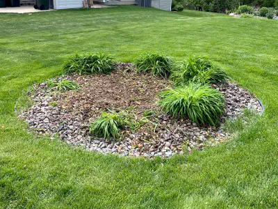 after: stump surrounded by bushes