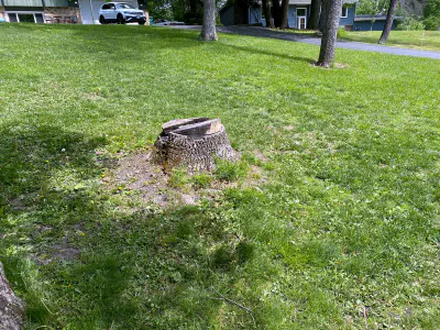 before: stump on side of a large yard