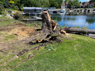 before: huge partially upturned stump with massive roots next to lake