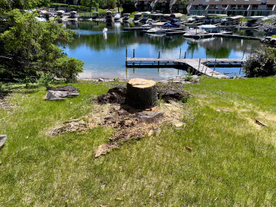 before: stump near a dock